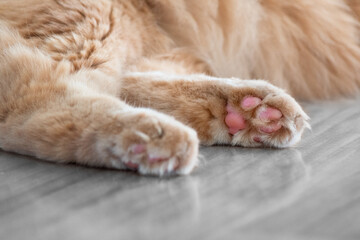 Close up on a cat's paws. Photo of cat's paw pads.