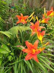 Obraz premium Beautiful colorful flowers, yellow orange Daylily Hemerocallis Comet, family Hemerocallidaceae