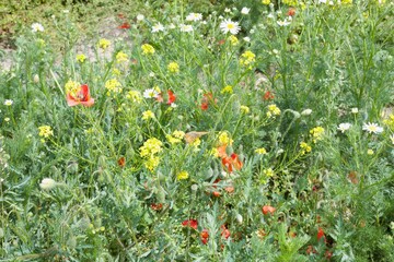 Sommerwiese mit Blumen Berlin
