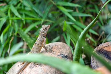 lizard on the grass