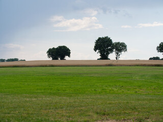 Landscape with trees and wheat field at the horizon