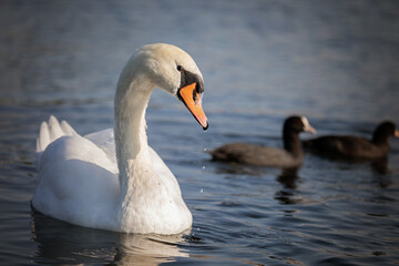 Mute swan (Cygnus olor) in the lake
