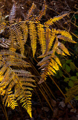 fern in the woods in the fall_1