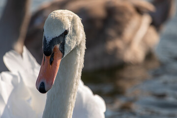 Naklejka premium Mute swan (Cygnus olor) in the lake