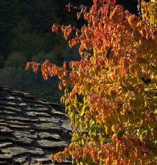 autumn in the village of Kosovo Bulgaria