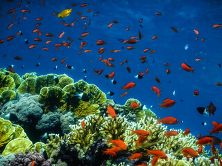 many colorful fishes and corals in blue sea in egypt