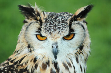 great horned owl