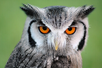 great horned owl