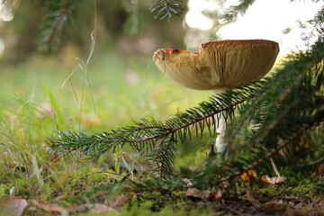 Fliegenpilz im Herbst unter einer Tanne