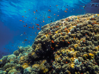 many colorful fishes and beautiful corals in blue seawater