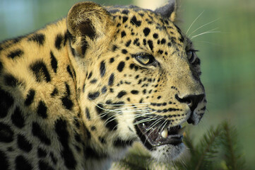 Plakat leopard in zoo