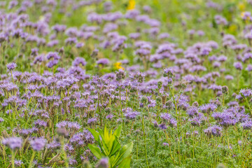 Distelfeld mit Sonnenblumen in der Eifel