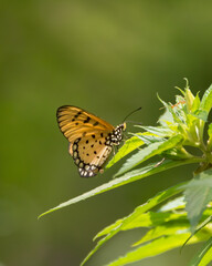Tawny coster butterfly at rest