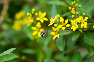 Blue-banded bee approaching yellow flowers