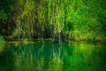 Forest lake and trees. Atmospheric background.