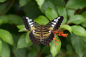 Obraz na płótnie Canvas Clipper butterfly at rest