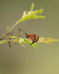 Tawny coster butterfly resting on leaves