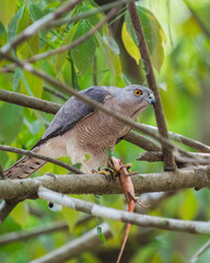 Shikra with it's kill