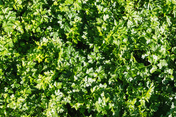 Parsley Background. Aromatic herbs