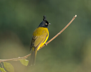 Black-crested Bulbul on a perch with back-facing