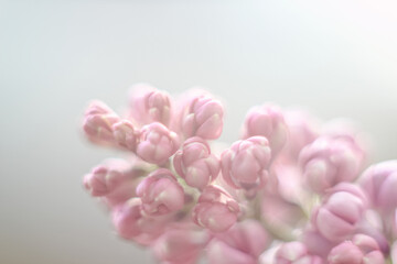 abstract flowers lilac delicate blurry