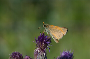 Rostfarbiger Dickkopffalter