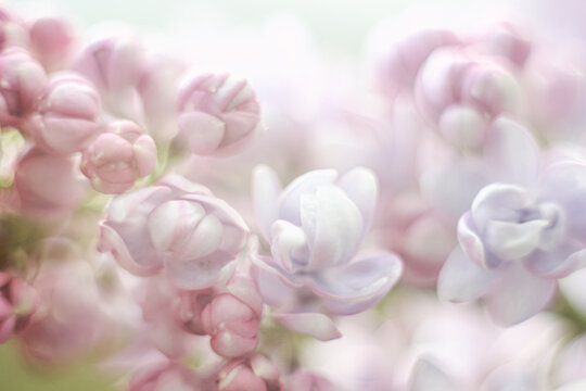 abstract flowers lilac delicate blurry © Olga Burmistrova