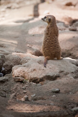Fototapeta premium Meerkat on alert, on the watch