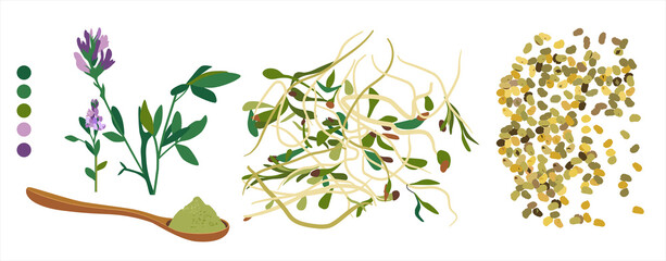 Alfalfa flowering plant,sprouts,beans and spoon with powder.Vegan organic food from lucerne.Grain and seeds.Doodle vector poster for cafe menu.Livestock fodder.Herbs for alternative medicine.
