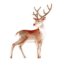 Naklejka na ściany i meble Watercolor winter forest wild animal. Deer. Painted isolated hand drawn illustration.