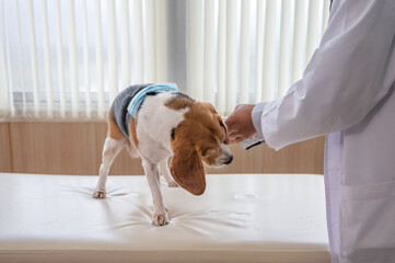 Man veterinarian examining paw a beagle dog breed on vet table