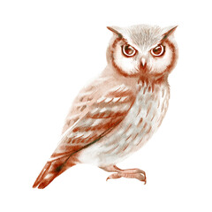 Watercolor winter forest wild animal bird. Owl. Painted isolated hand drawn illustration.