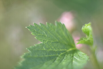 abstract flowers currant bush blurred