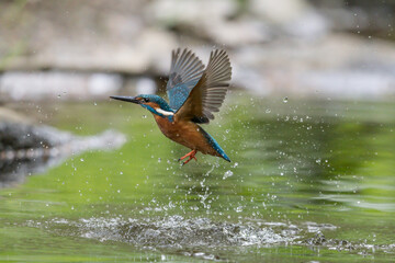 Eisvogel im Flug
