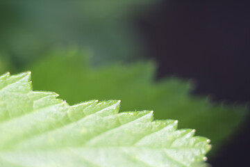 abstract grass green bokeh background
