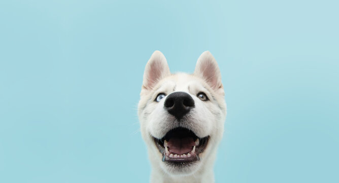 Close-up husky puppy dog with colored eyes and happy expression. Isolated on blue background.