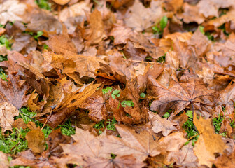 autumn leaf background, earth texture in autumn, suitable for background