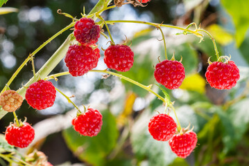 Fresh red ripe raspberries on branch.