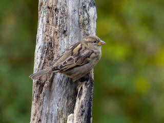 Naklejka premium Haussperling