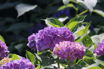 Fototapeta premium 紫陽花