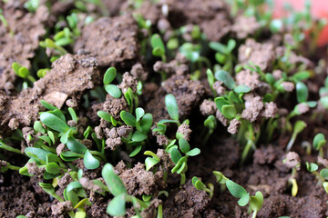 Fenugreek leaves Green Sapling Methi Sapling Green leaves Home Grown Vegetables