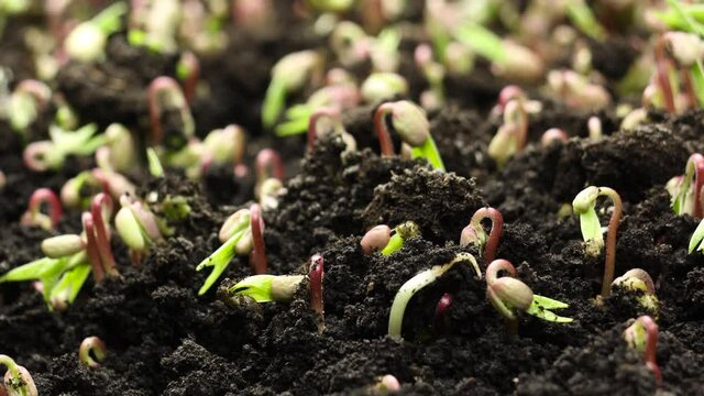 Growing microgreen plants in spring timelapse, sprouts germination newborn plant in greenhouse agriculture