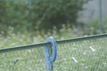 布団バサミに隠れている金網フェンスに止まるすずめ