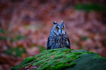 The boreal owl Aegolius funereus is a small owl in Europe