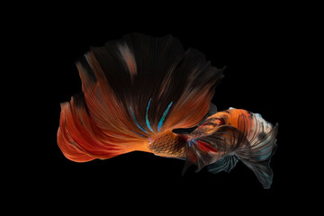 Fototapeta na wymiar Orange betta fish moving moment beautiful fancy halfmoon betta, fighting fish, siam betta fish on black background.