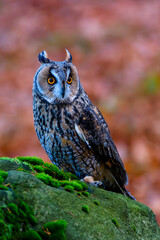 The boreal owl Aegolius funereus is a small owl in Europe