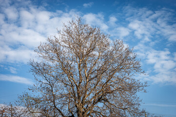Closeup of a bare tree on blue sky with clouds in winter, Lessinia Plateau, Veneto, Italy, Europe.