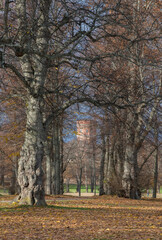 Color full autumn in a park on the Drottningholm island in Stockholm, Oaks and a tower in the background.