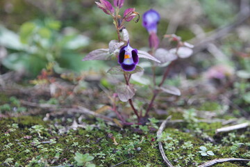 庭に野草が生えました