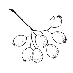 Hand drawn branch with berries